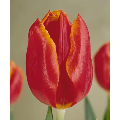 Geanka / Гэанка