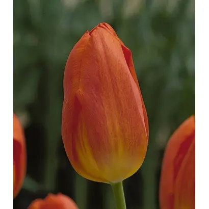 Generaal de Wet / Гэнэраал дэ Wэт