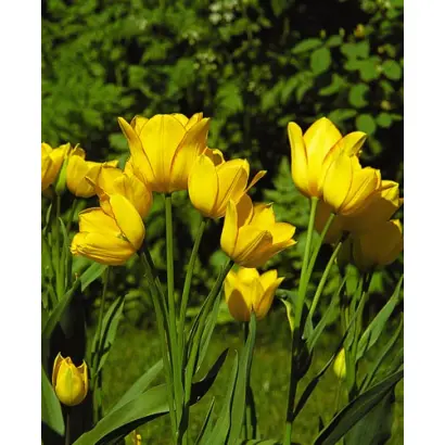 Georgette / Гэоргэттэ