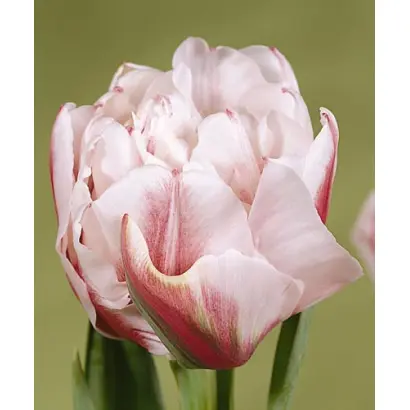 Gerbrand Kieft / Гэрбранд Киэфт