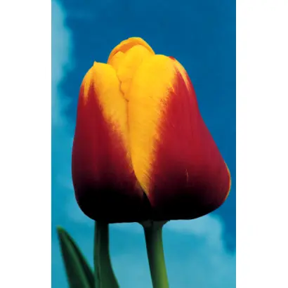 Gerrit van der valk / Гэррит ван дэр валк