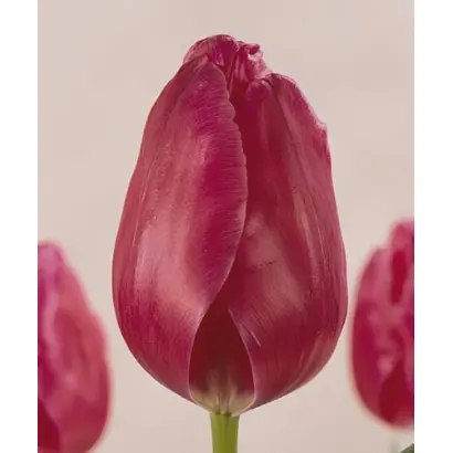 Giant Boy / Гиант Боь