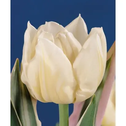 Ginrei / Гинрэи