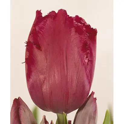 Gipsy Love / Гипсь Ловэ