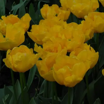 Gironde / Гирондэ