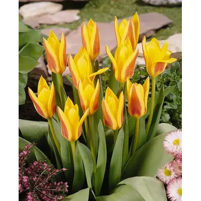 Giuseppe Verdi / Гиусэппэ Вэрди