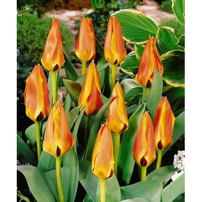 Glamourland / Гламоурланд