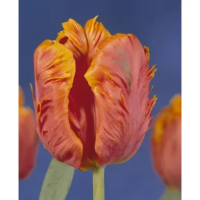 Glasnost / Гласност