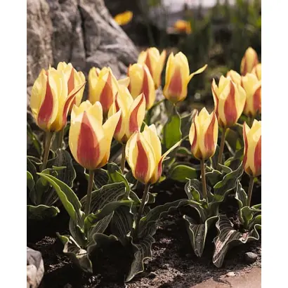 GlГјck / ГлГјцк