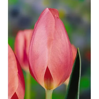 Glowing Pink / Глоwинг Пинк