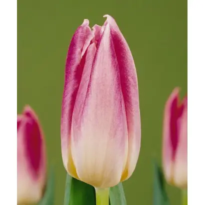 Goedele / Гоэдэлэ