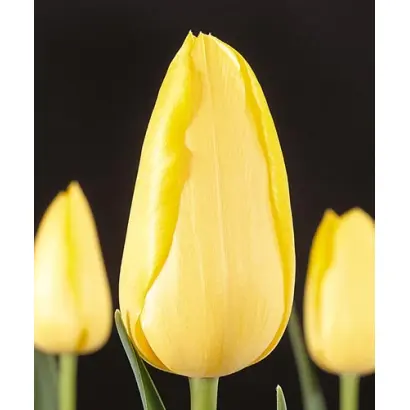 Gold Beryl / Голд Бэрьл