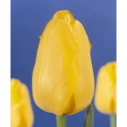 Gold City / Голд Цить