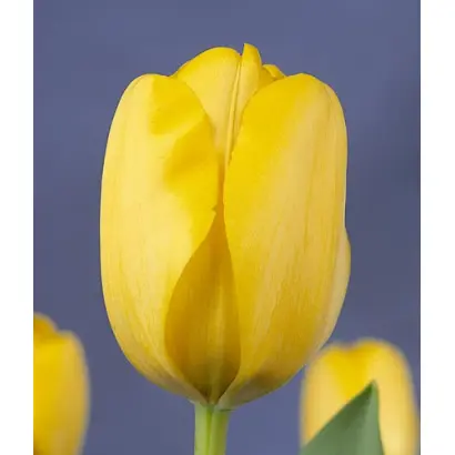 Golden Apeldoorn / Голдэн Апэлдоорн