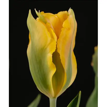 Golden Artist / Голдэн Артист