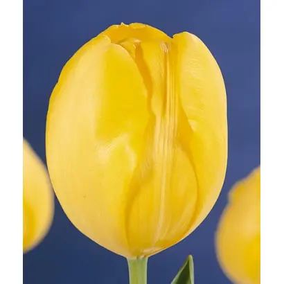 Golden Brigitta / Голдэн Бригитта