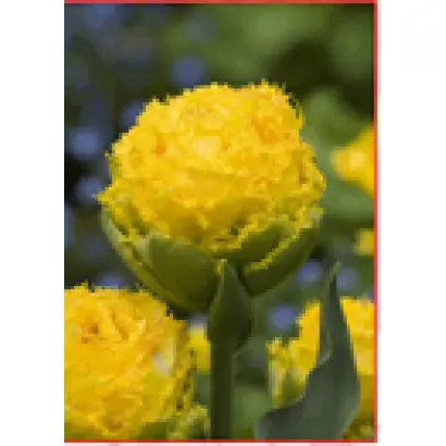 Golden Gate / Голдэн Гатэ