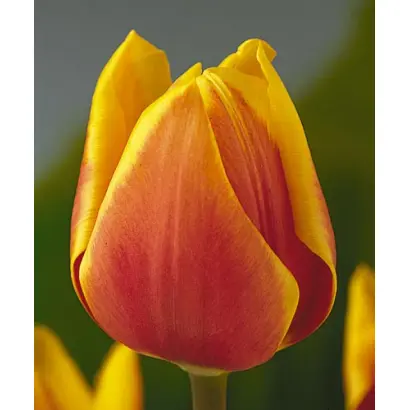 Golden Mirjoran / Голдэн Мирёран