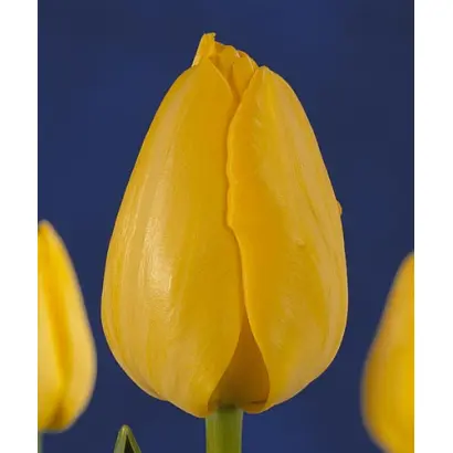 Golden Present / Голдэн Прэсэнт