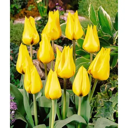 Golden Tango / Голдэн Танго