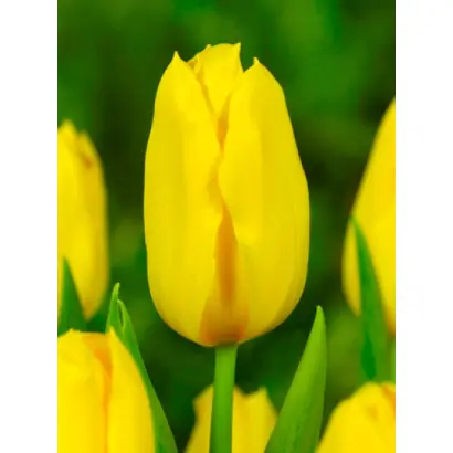 Golden Tycoon / Голдэн Тьцоон