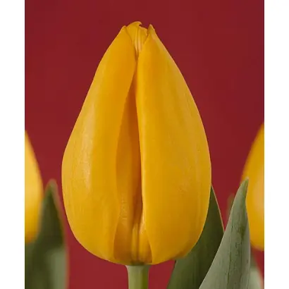 Goldfinger / Голдфингэр