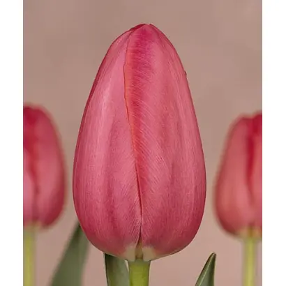 Grand Style / Гранд Стьлэ