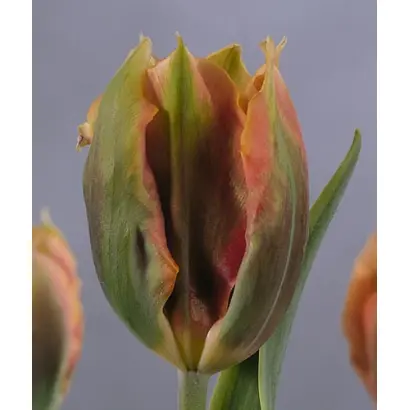 Green River / Грээн Ривэр