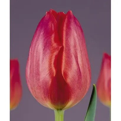 Green Valley / Грээн Валлэь