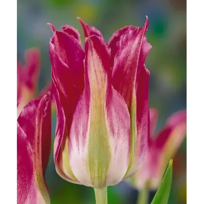 Green Village / Грээн Виллагэ