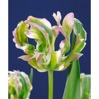 Green Wave / Грээн Wавэ