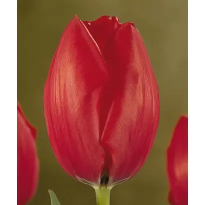 Greetings / Грээтингс