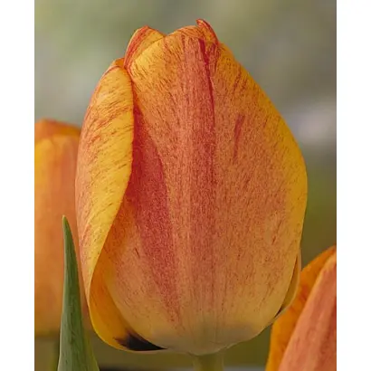 Gudoshnik / Гудошник