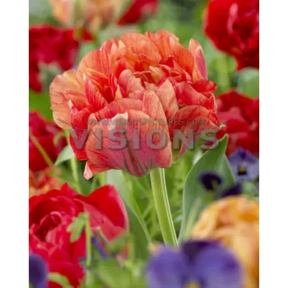 Gudoshnik Double / Гудошник Доублэ