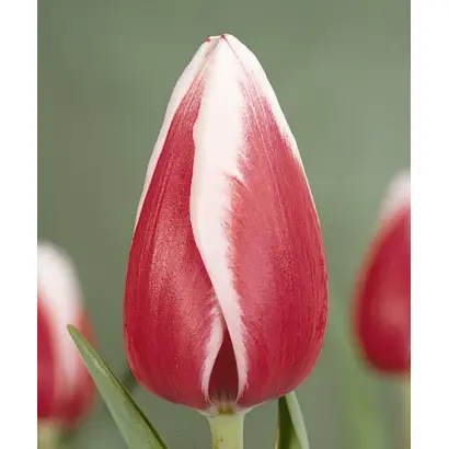 Guus Papendrecht / Гуус Папэндрэчт