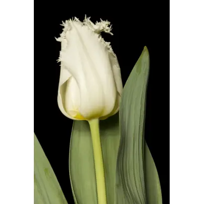 Guusje ter Horst / Гуусе тэр Hорст