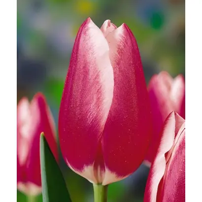 Hadewich / Хедэвич