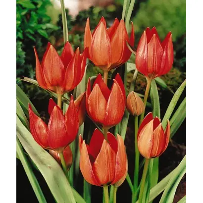 Hageri / Hагэри