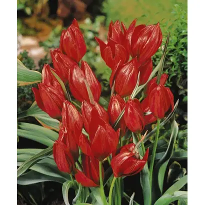 Hageri 'Splendens' / Hагэри 'Сплэндэнс'