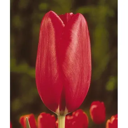 Halcro / Hалцро