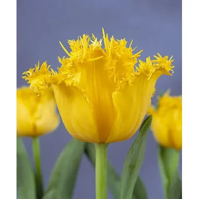 Hamilton / Hамилтон