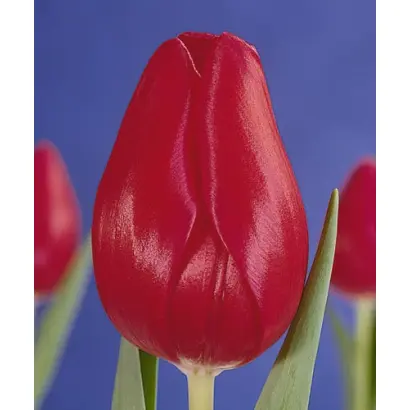 Hanna Glawari / Hанна Глаwари