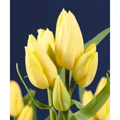 Hans Dietrich Genscher / Hанс Диэтрич Гэнсчэр