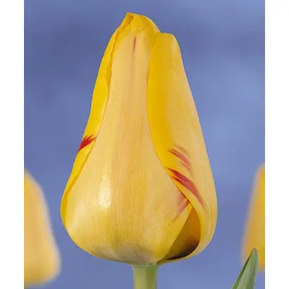 Hans Mayer / Hанс Маьэр