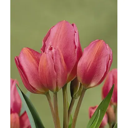 Happy Family / Hаппь Фамиль