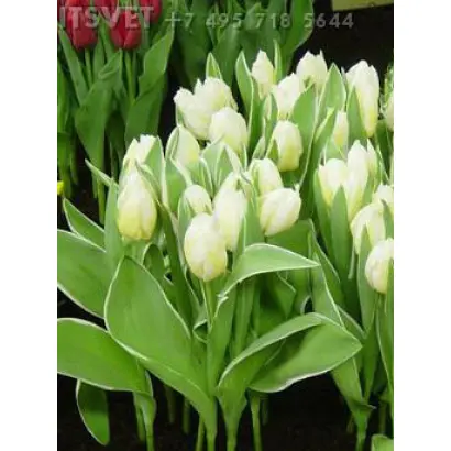 Happy People / Hаппь Пэоплэ