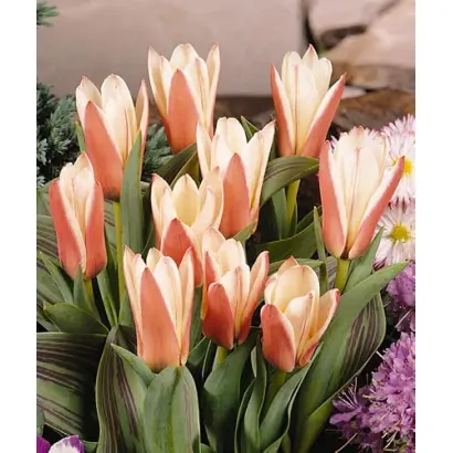 Heart's Delight / Hэарт'с Дэлигhт