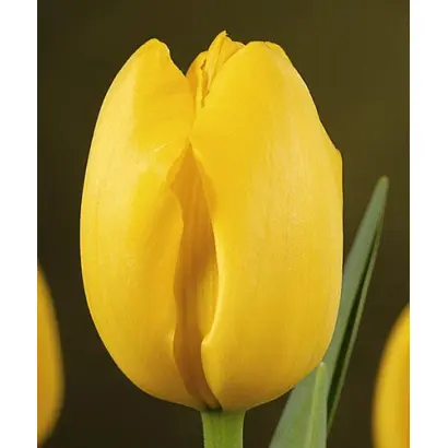 Helios / Hэлиос