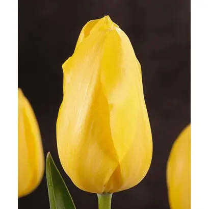 Hella Lights / Hэлла Лигhтс