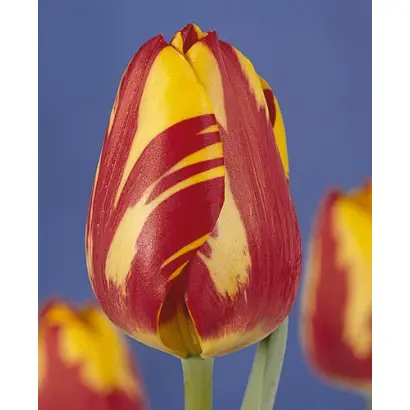 Helmar / Hэлмар